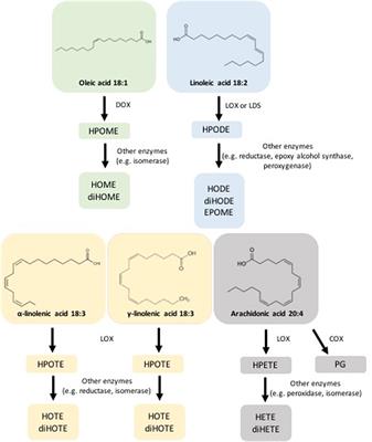 Fungal and bacterial oxylipins are signals for intra- and inter-cellular communication within plant disease